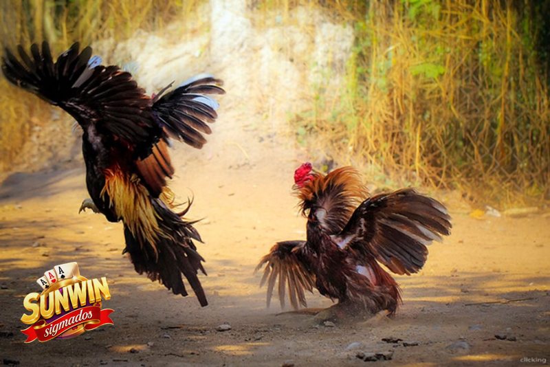 Đá Gà Sunwin - Ai phù hợp để tham gia?